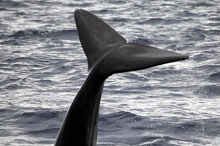Responsible Whale & Dolphin Watching Speedboat Tour from Funchal gallery 3