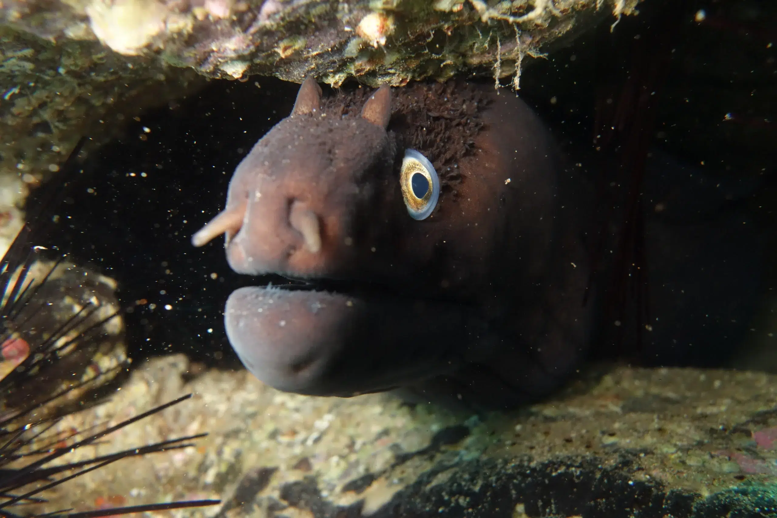 Shore Dive at Ponta de São Lourenço (House Reef) gallery 5