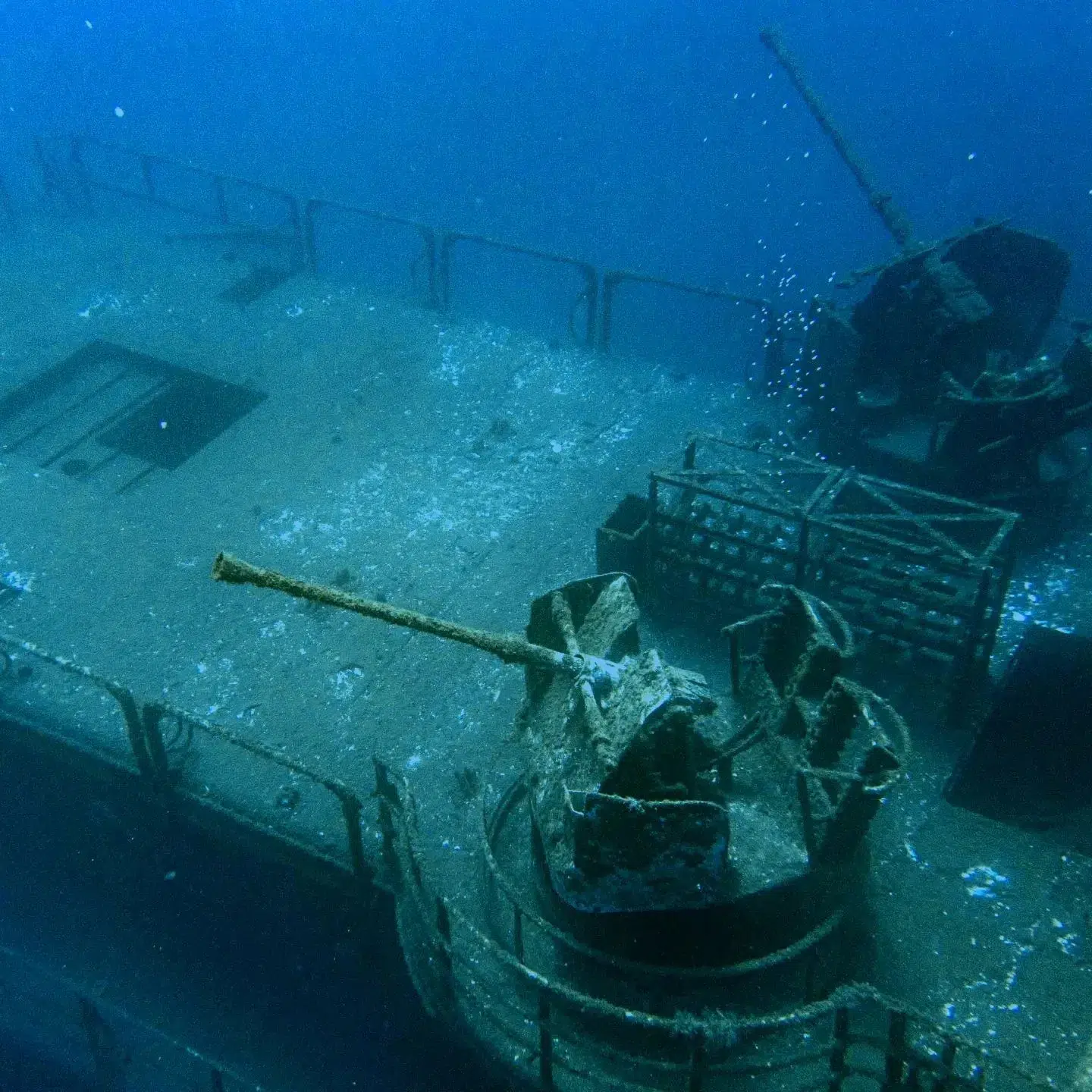 Corveta Afonso Cerqueira Wreck Dive (Boat Dive from Funchal) gallery 6