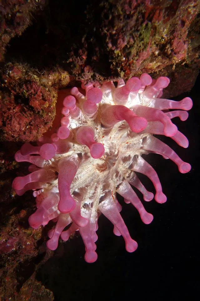 Private 2-Dive Boat Trip to Ponta de São Lourenço (Certified Divers) gallery 6