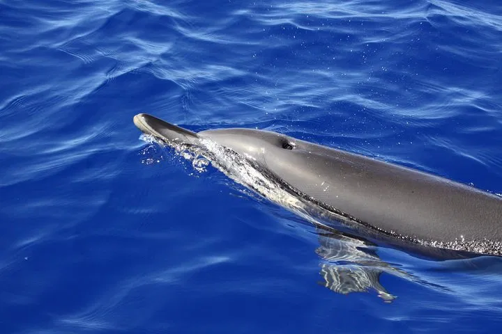 Responsible Whale & Dolphin Watching Speedboat Tour from Funchal, photo 5