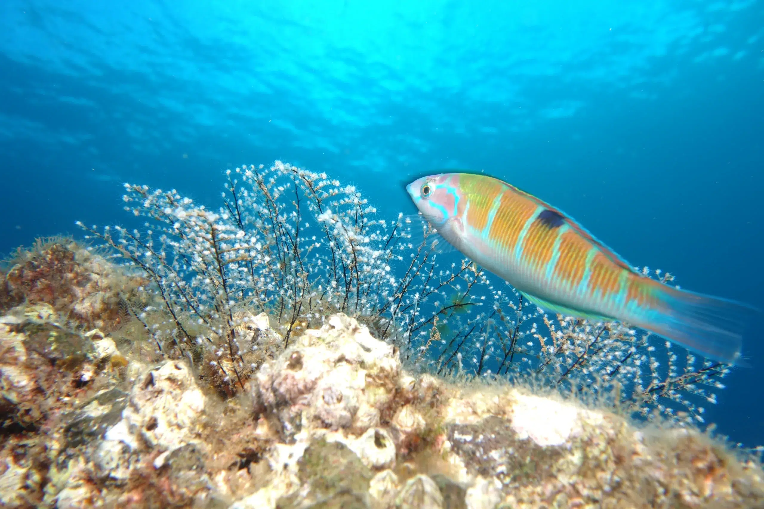 Shore Dive at Ponta de São Lourenço (House Reef), photo 5