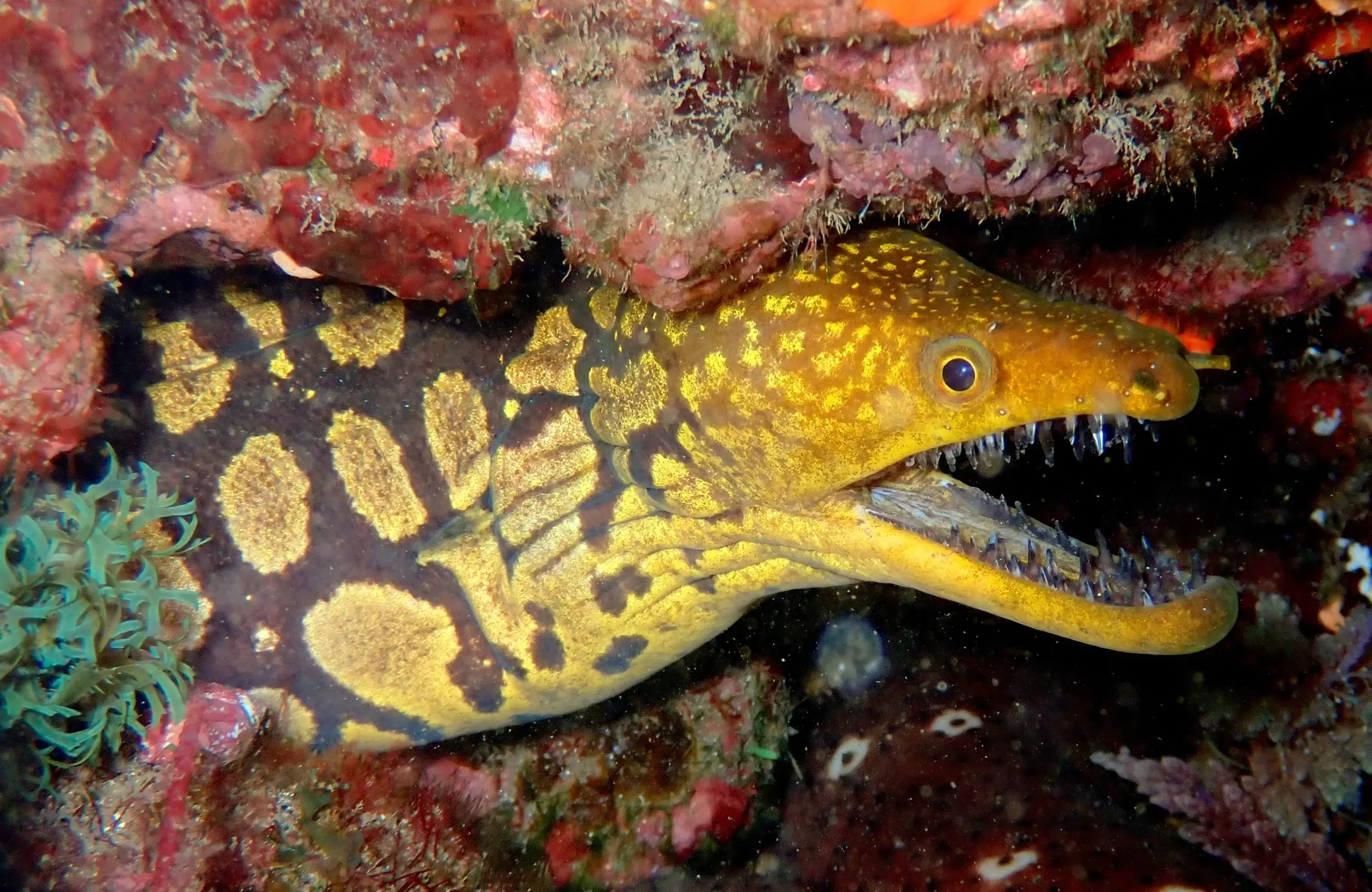 Private 2-Dive Boat Trip to Ponta de São Lourenço (Certified Divers) gallery 5