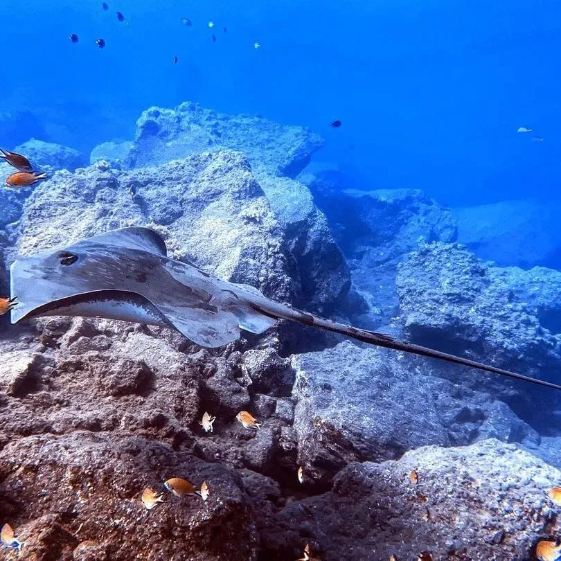 2 Boat Dives in Garajau Marine Reserve (Certified Divers) gallery 2