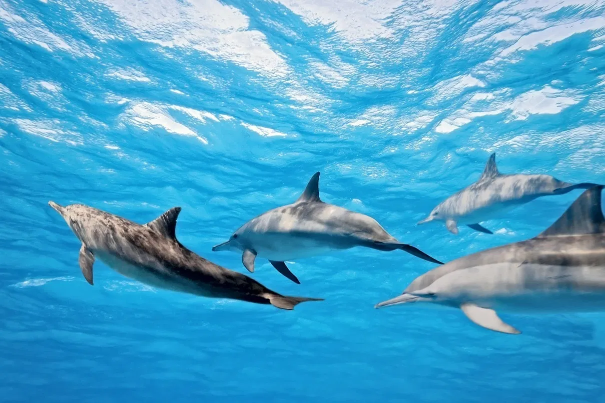 Whale & Dolphin Watching Speedboat Tour from Funchal gallery 3