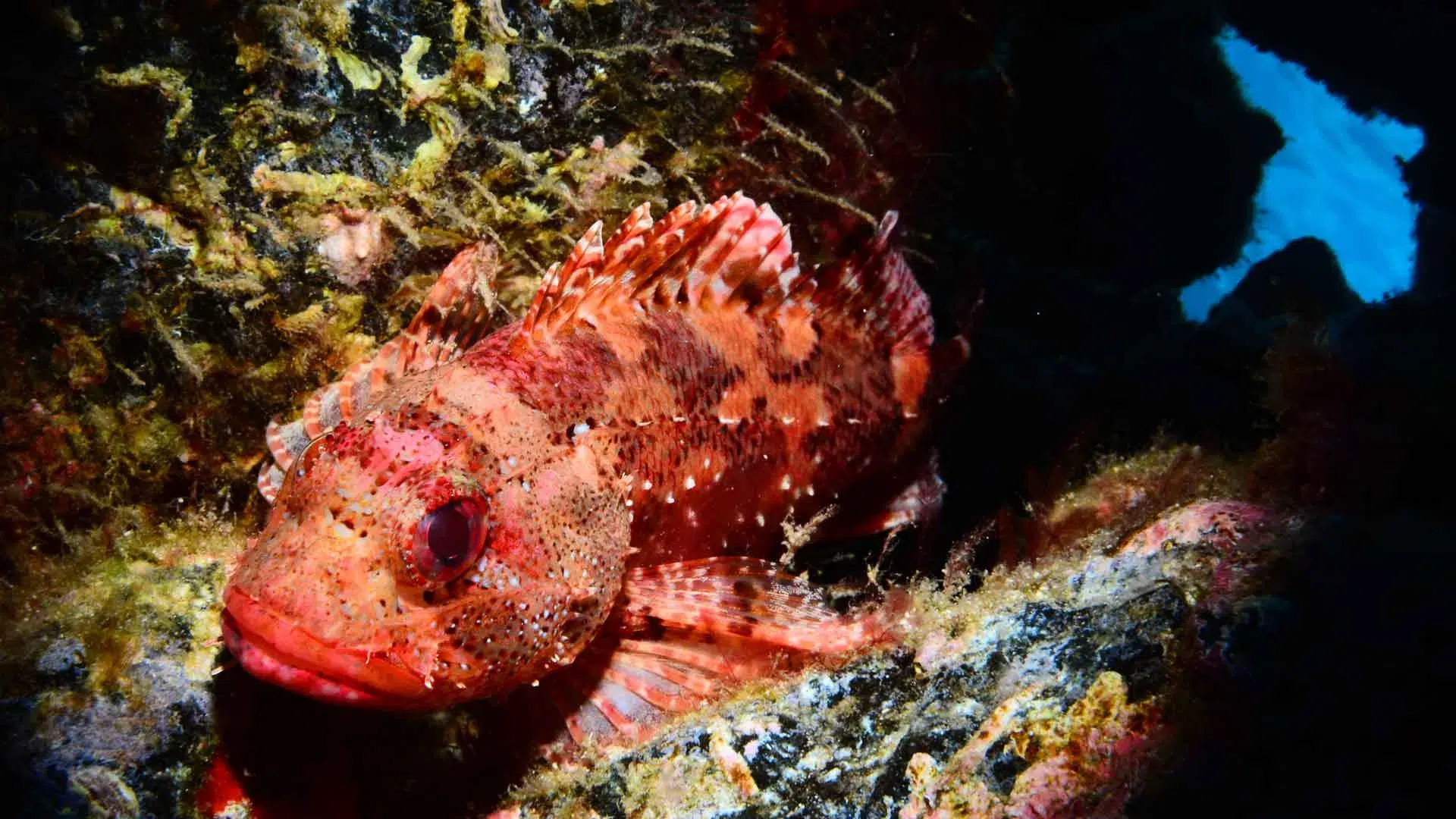 Private 2-Dive Boat Trip to Ponta de São Lourenço (Certified Divers) gallery 3