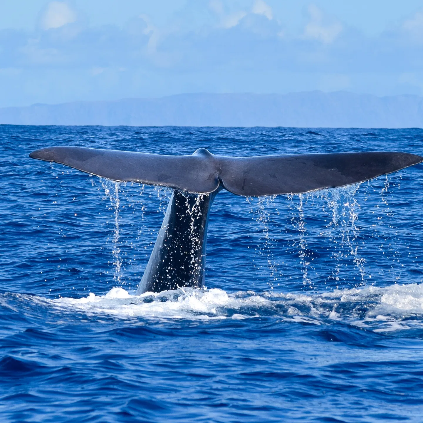 Responsible Whale & Dolphin Watching Speedboat Tour from Funchal, listing photo