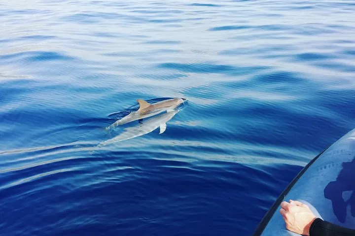 Responsible Whale & Dolphin Watching Speedboat Tour from Funchal gallery 4