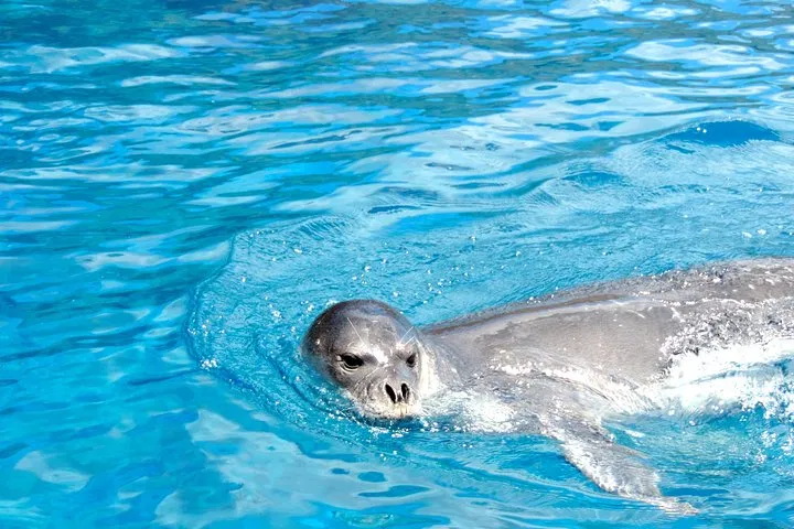 Responsible Whale & Dolphin Watching Speedboat Tour from Funchal gallery 5