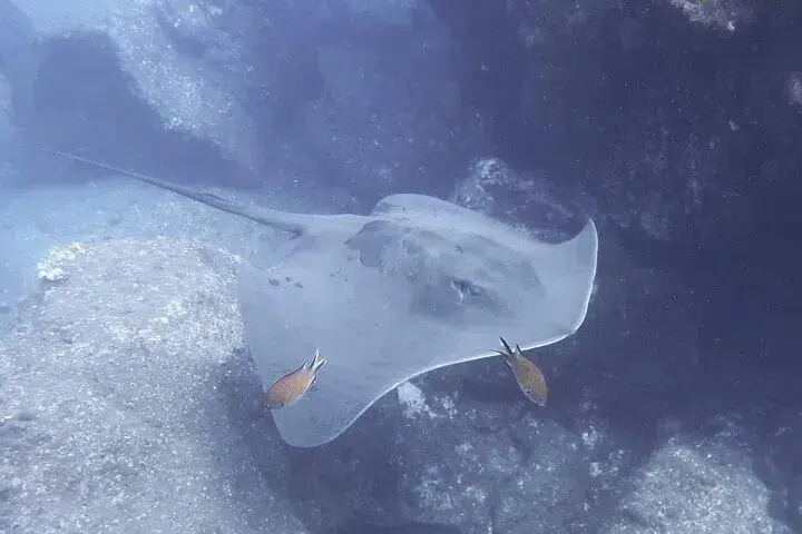 Discover Scuba Diving at Ponta de São Lourenço (Beginner Ocean Dive) gallery 8