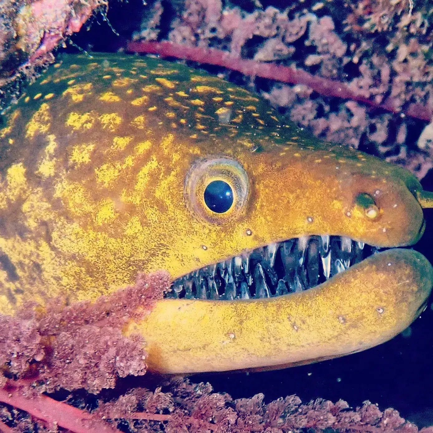 2 Boat Dives in Garajau Marine Reserve (Certified Divers) gallery 3