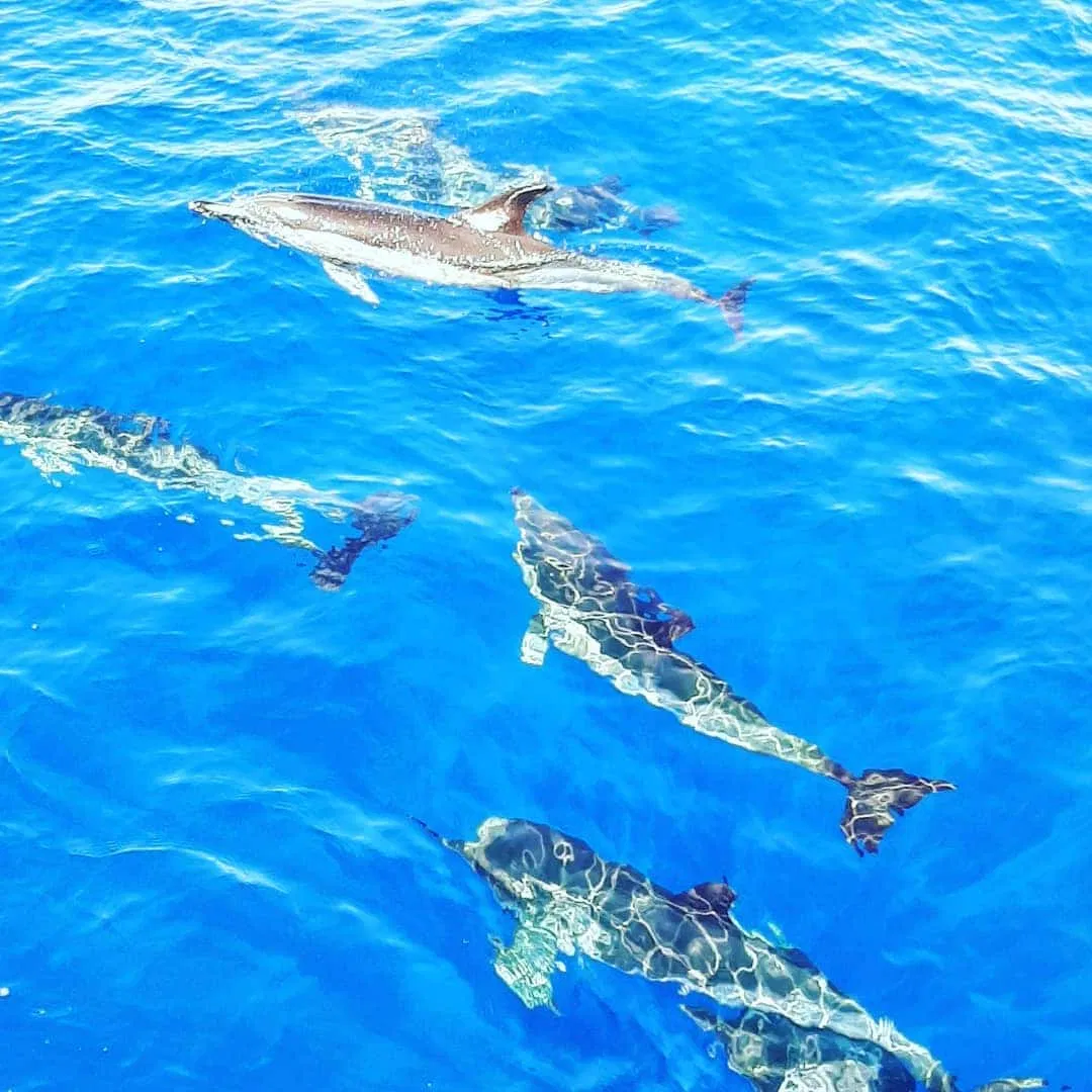 Whale & Dolphin Watching Speedboat Tour from Funchal gallery 5