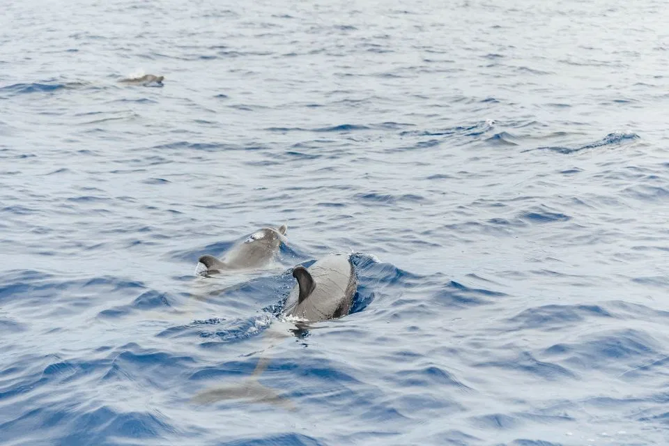 Whale & Dolphin Watching Speedboat Tour from Funchal gallery 6