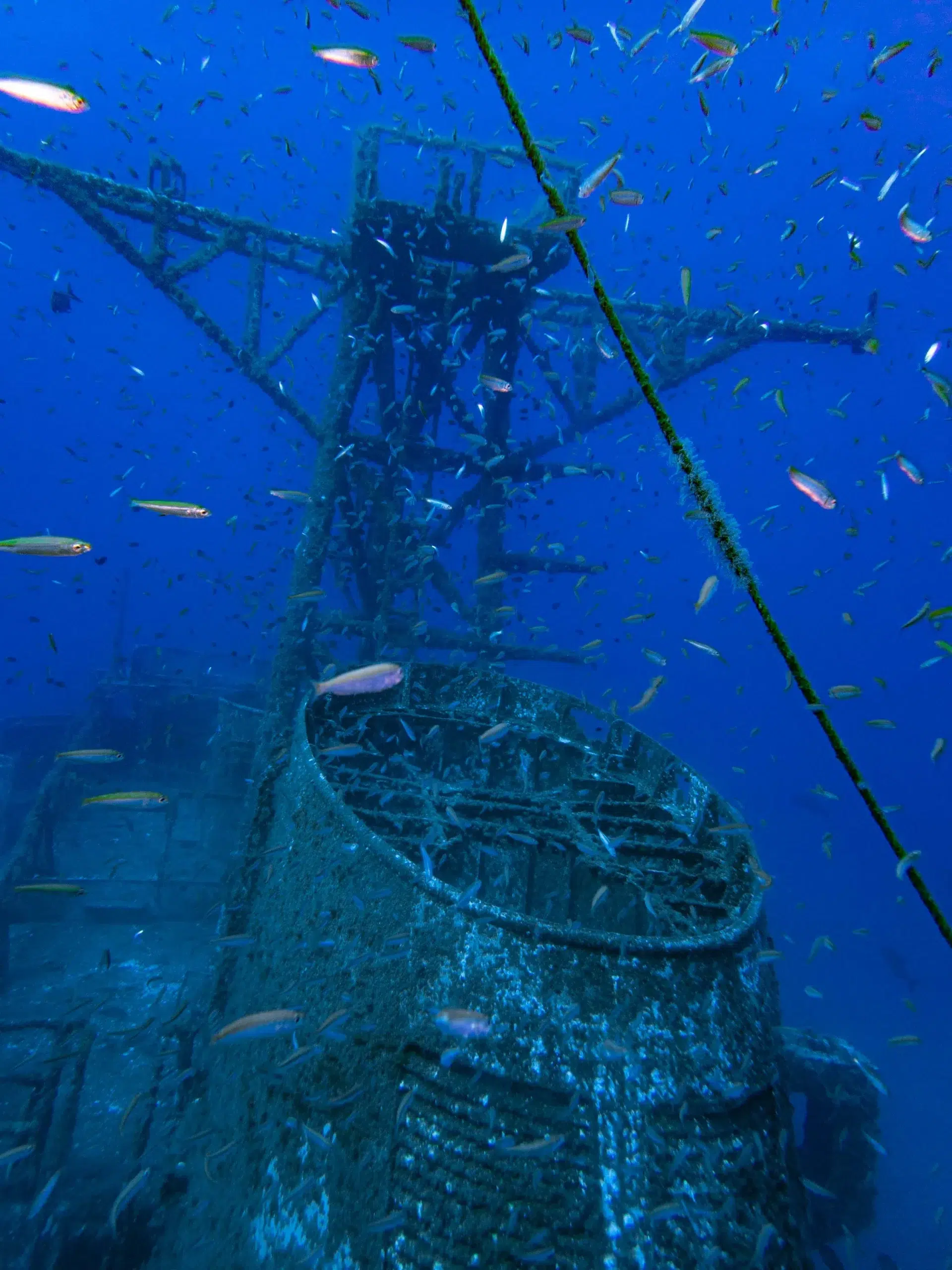 Corveta Afonso Cerqueira Wreck Dive (Boat Dive from Funchal) gallery 2