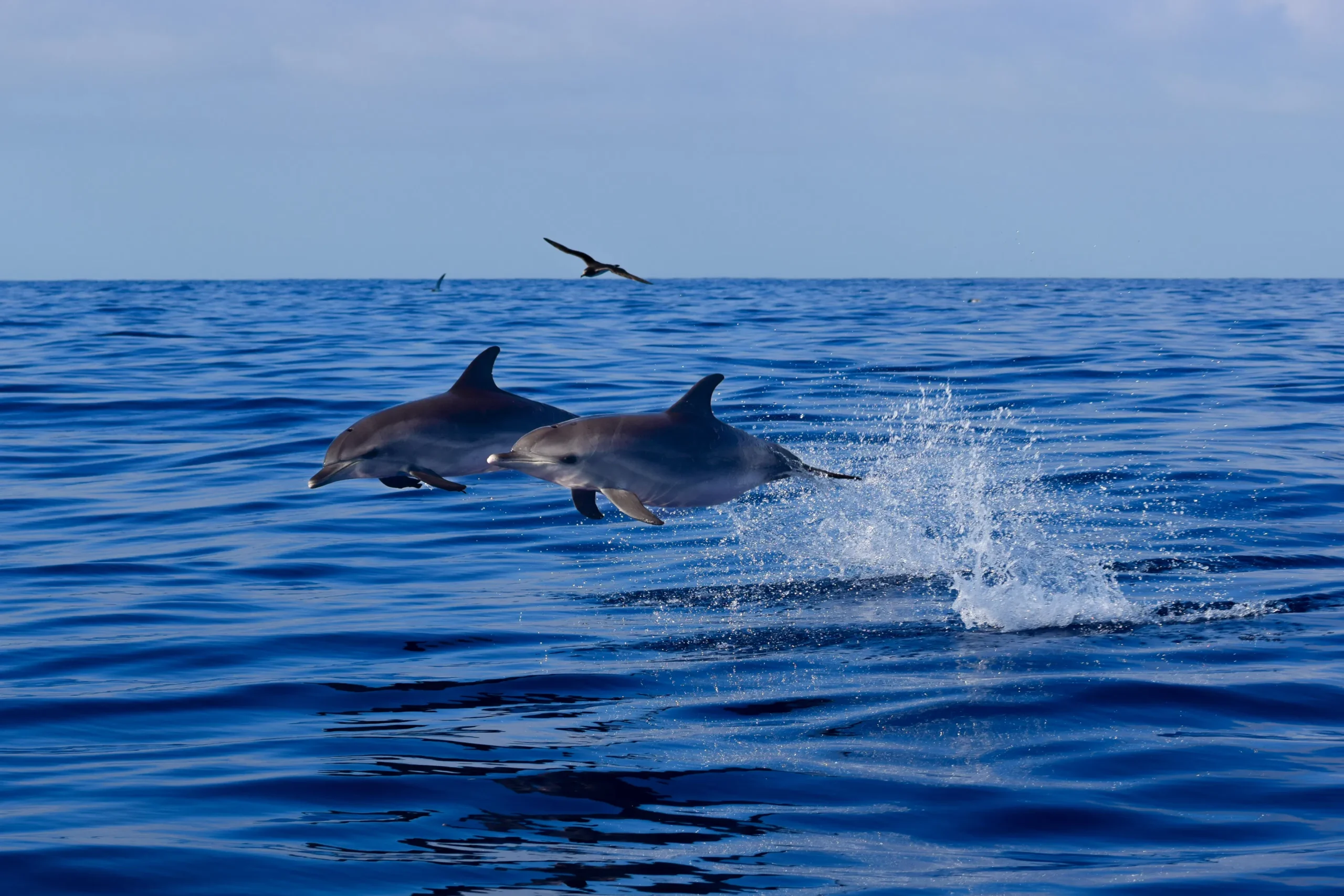 Responsible Whale & Dolphin Watching Speedboat Tour from Funchal gallery 6