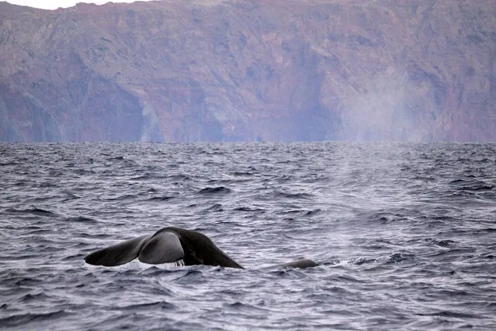 Responsible Whale & Dolphin Watching Speedboat Tour from Funchal gallery 7
