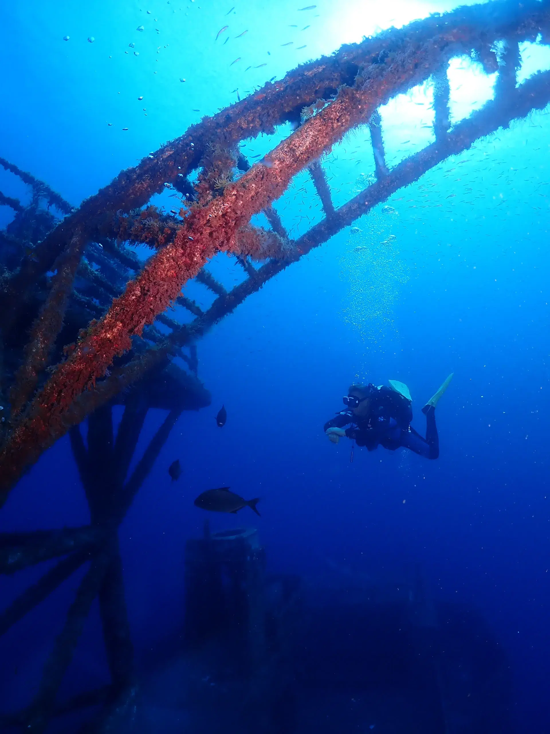 Corveta Afonso Cerqueira Wreck Dive (Boat Dive from Funchal) gallery 8