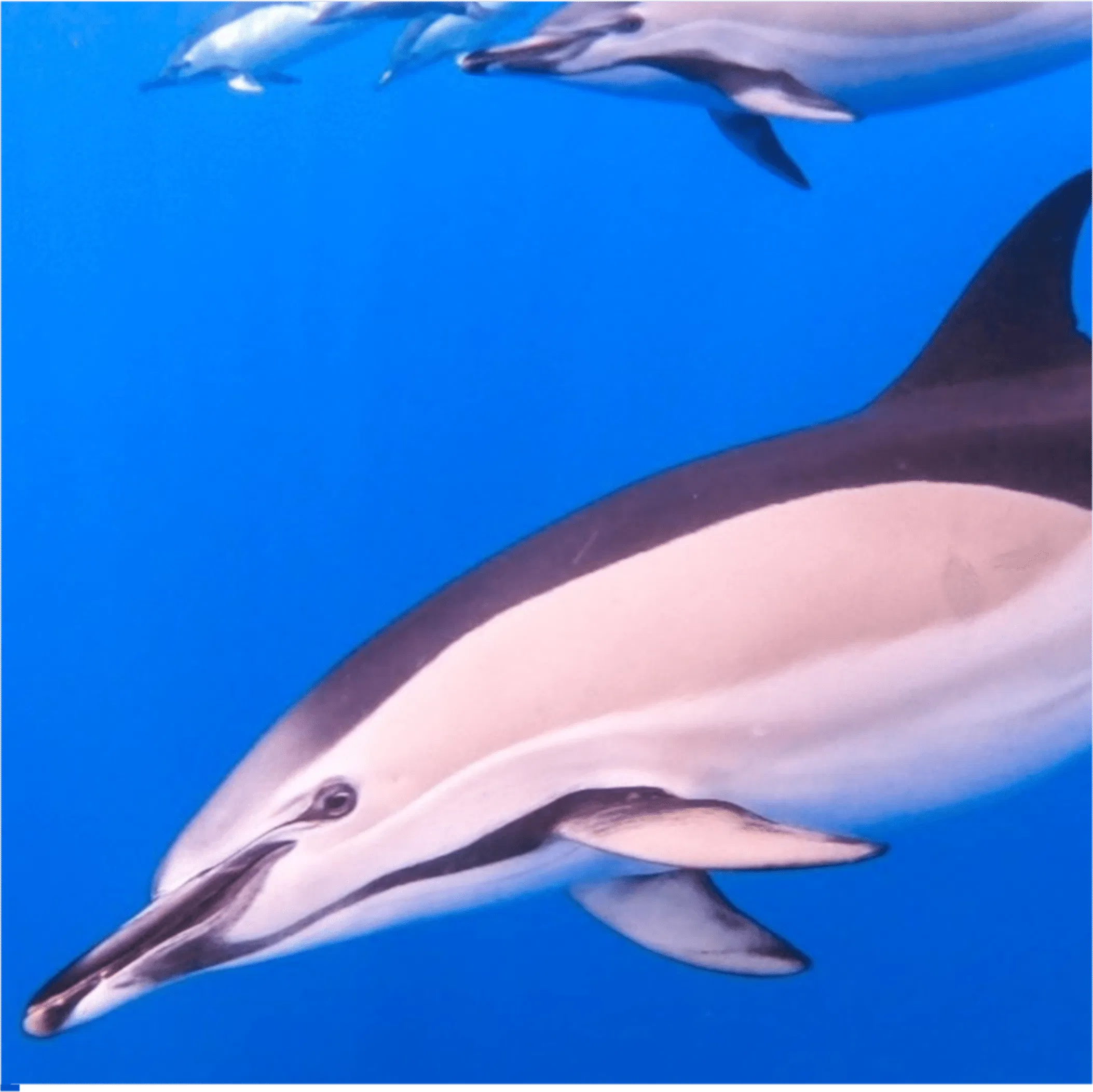 Whale & Dolphin Watching Speedboat Tour from Funchal gallery 4