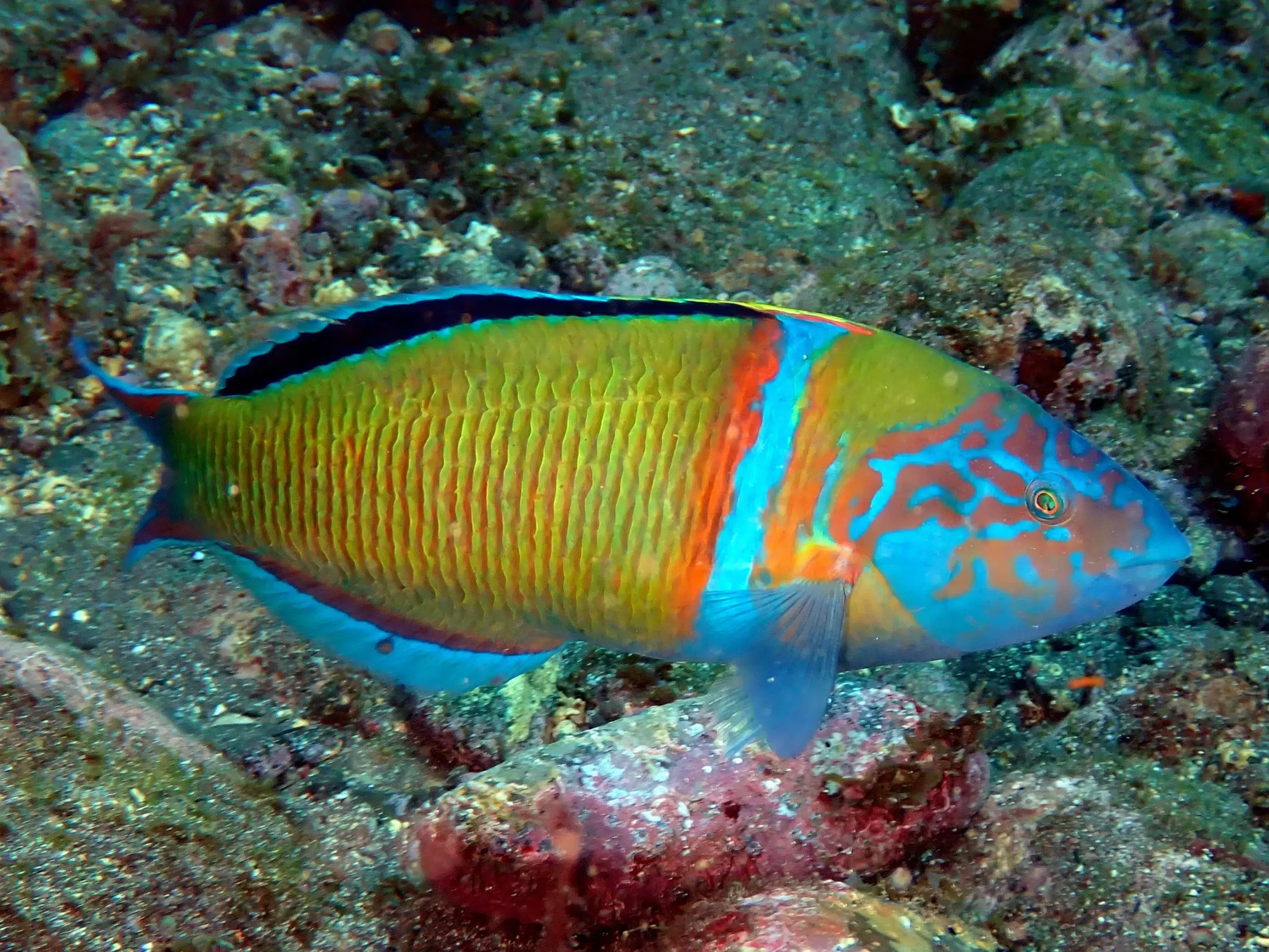 2 Boat Dives in Garajau Marine Reserve (Certified Divers), photo 2