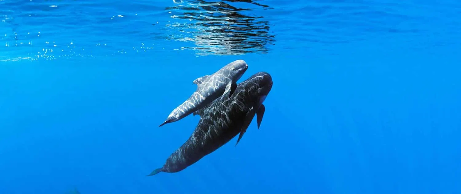 Whale & Dolphin Watching Speedboat Tour from Funchal gallery 9