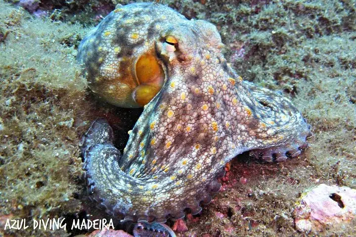 Shore Dive at Ponta de São Lourenço (House Reef) gallery 6