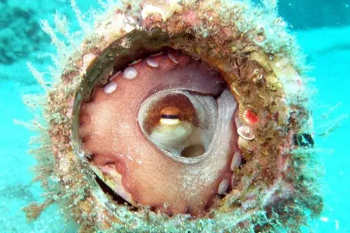 Shore Dive at Ponta de São Lourenço (House Reef) gallery 7