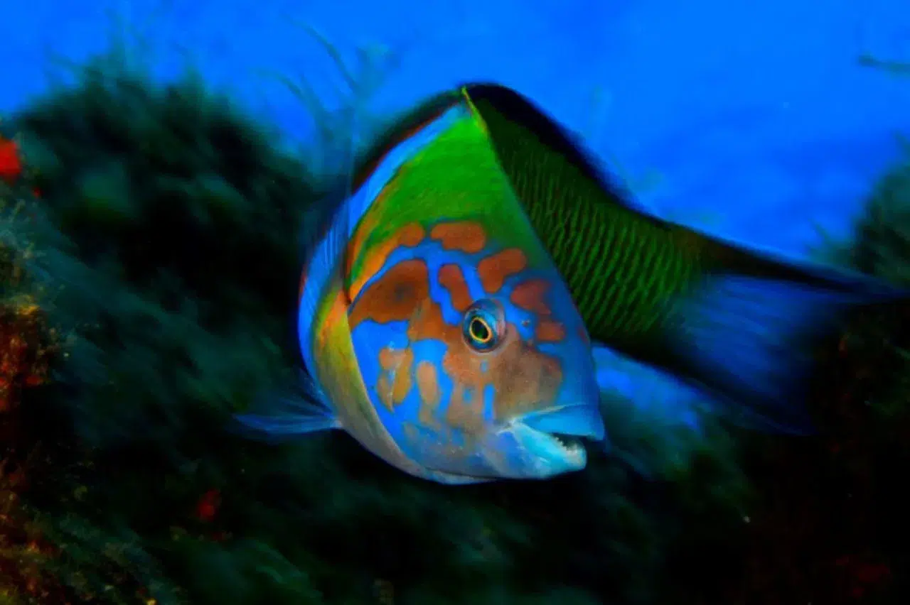 Discover Scuba Diving at Ponta de São Lourenço (Beginner Ocean Dive) gallery 10