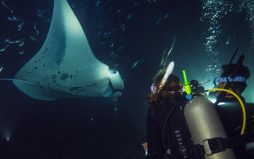 Private Night Scuba Diving Experience in Mirissa gallery 6