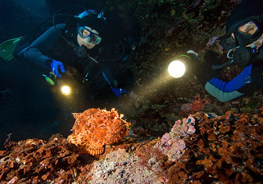 Private Night Scuba Diving Experience in Mirissa gallery 7