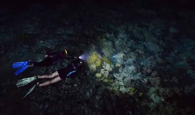 Private Night Snorkelling Experience in Mirissa, listing photo