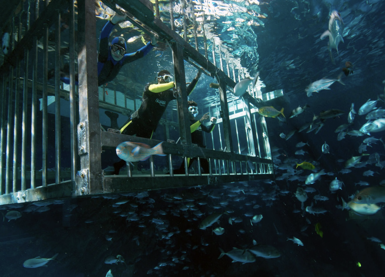 Dubai Aquarium Cage Snorkelling Experience gallery 7
