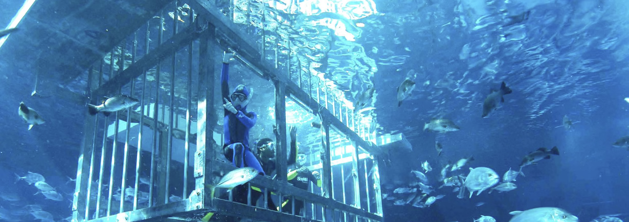 Dubai Aquarium Cage Snorkelling Experience gallery 6
