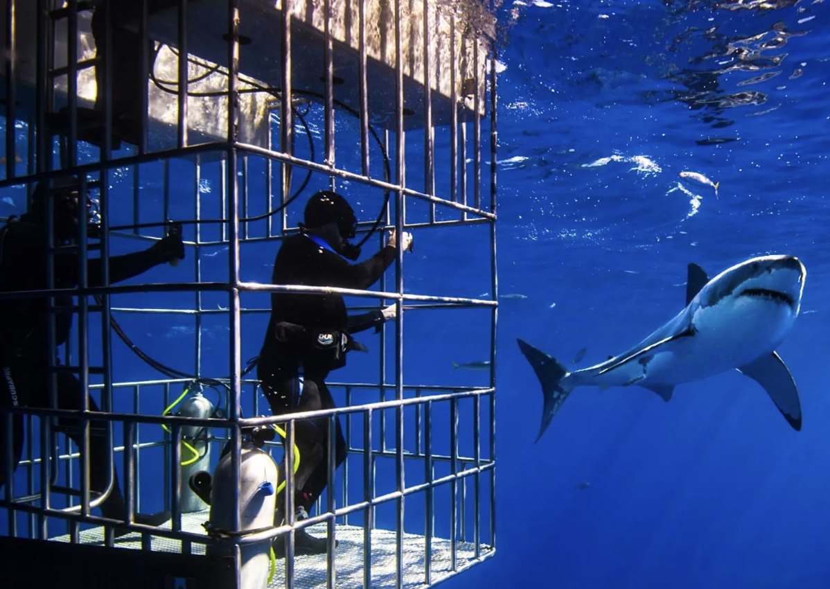 Dubai Aquarium Cage Snorkelling Experience, photo 4