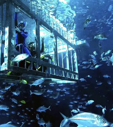 Dubai Aquarium Cage Snorkelling Experience, photo 3