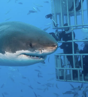 Dubai Aquarium Cage Snorkelling Experience, photo 5