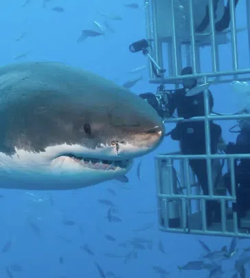 Dubai Aquarium Cage Snorkelling Experience, photo 2