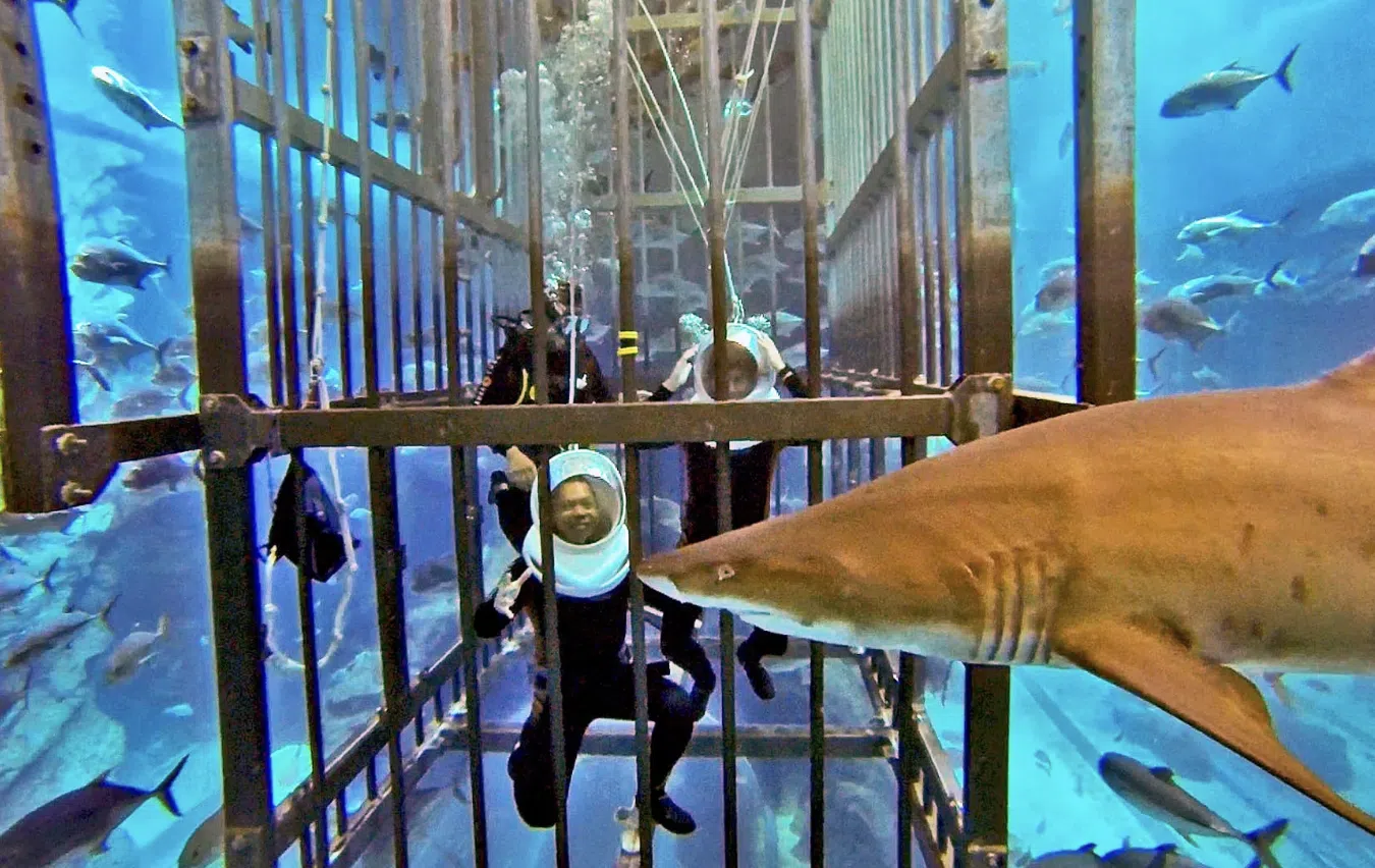 Shark Walker Experience at Dubai Aquarium, photo 2