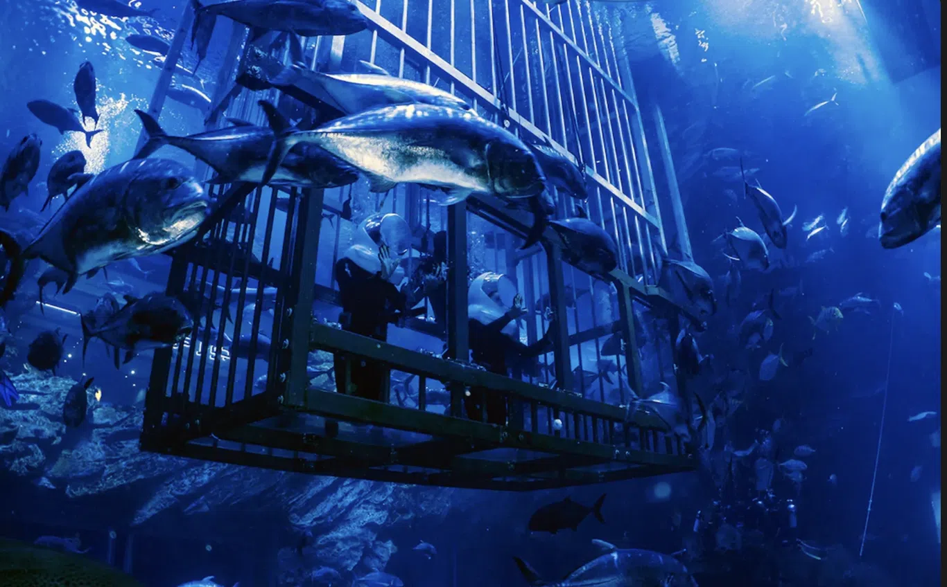Shark Walker Experience at Dubai Aquarium gallery 4