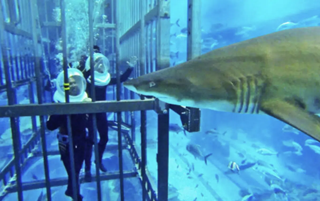 Shark Walker Experience at Dubai Aquarium gallery 3