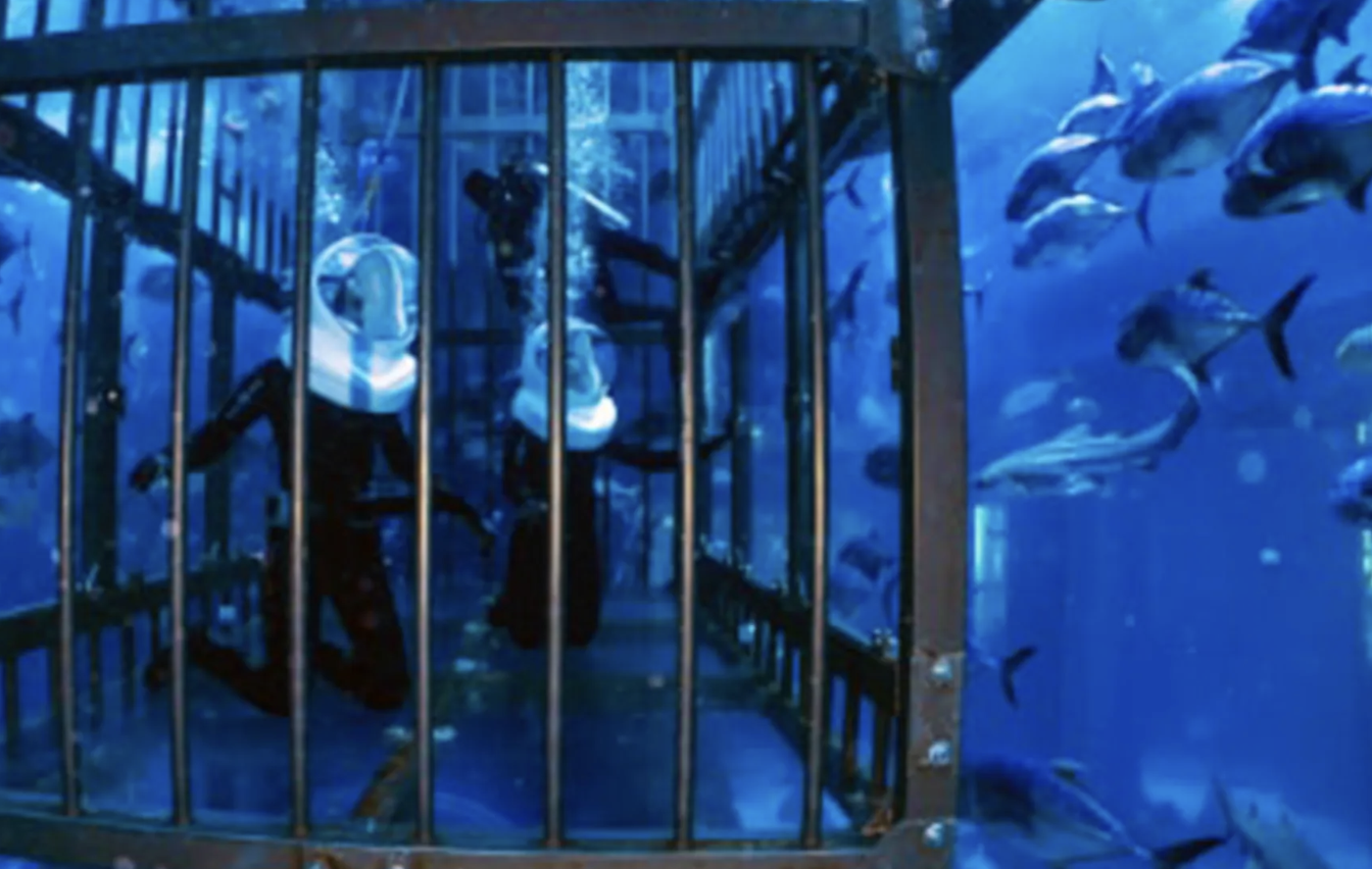 Shark Walker Experience at Dubai Aquarium gallery 2