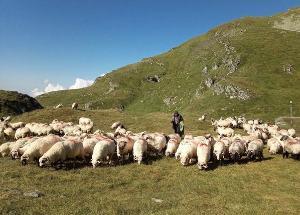 Făgăraș Mountains Ridge Hiking & Wild Camping Expedition from Brașov (6 Days, Private), photo 3