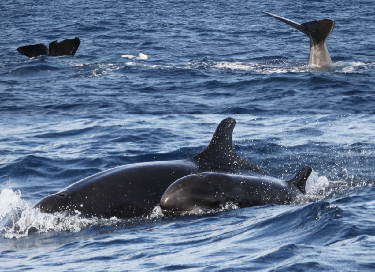 Private VIP Whale & Dolphin Watching Charter from Funchal, listing photo