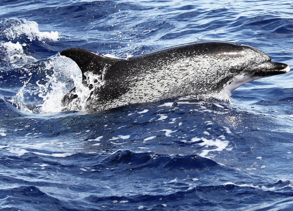 Private VIP Whale & Dolphin Watching Charter from Funchal, photo 4
