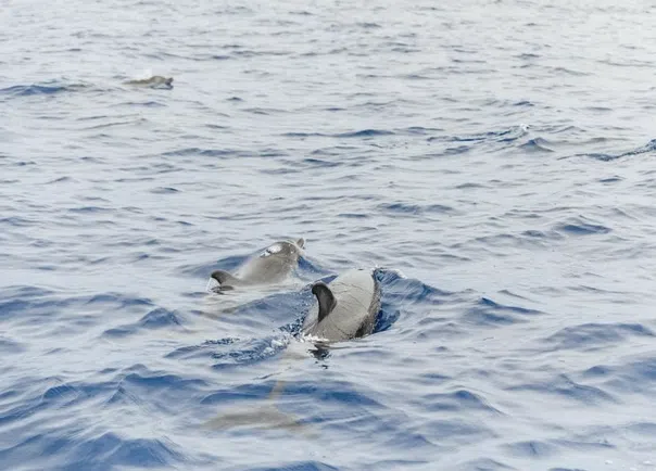 Private VIP Whale & Dolphin Watching Charter from Funchal, photo 3