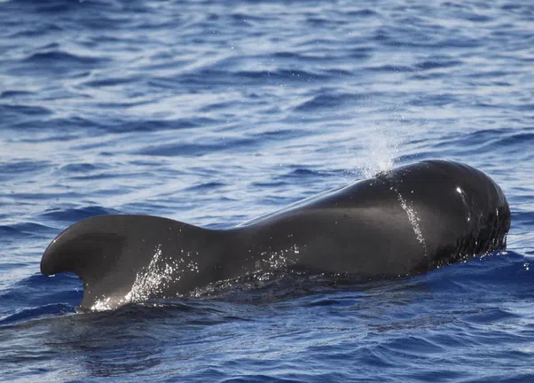 Private VIP Whale & Dolphin Watching Charter from Funchal, photo 2