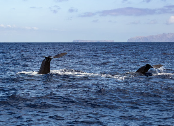 Private VIP Whale & Dolphin Watching Charter from Funchal, photo 5