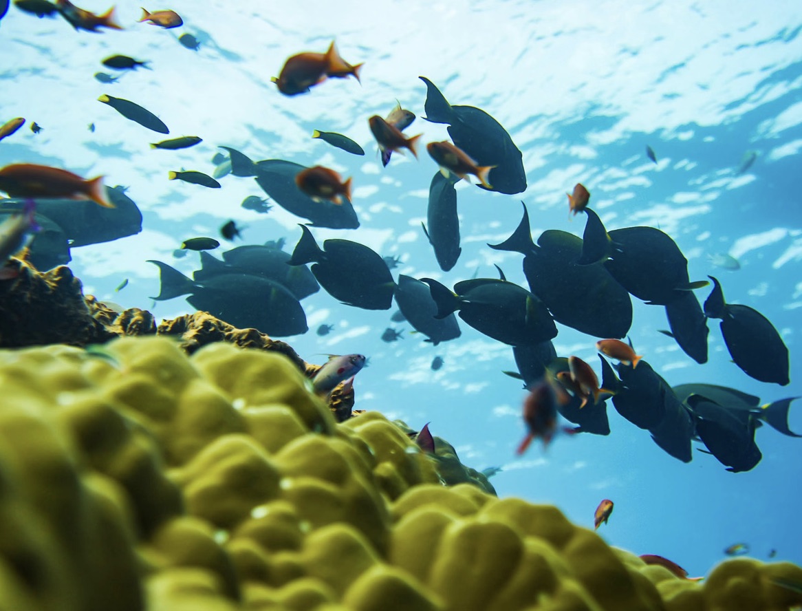 Premium Nusa Penida Private Yacht & Manta Ray Snorkelling Experience from Bali gallery 5