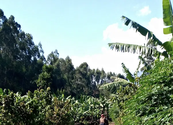Kisoro Community & Lake Cycling Experience, photo 2
