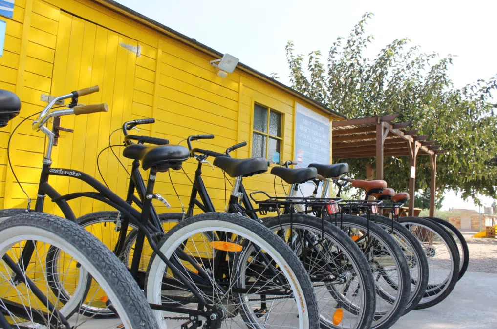 Bicycle Rental in the Delta de l’Ebre, photo 2