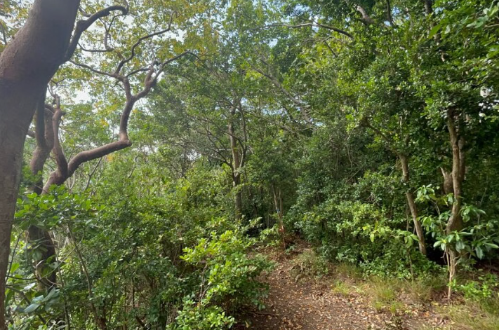 Wingfield Rainforest and Romney Hike in St Kitts gallery 5